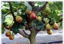 “회개의 열매 맺는 무화과나무”