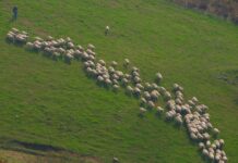 “아흔아홉의 소망”