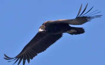 “독수리 날개로 업어 하나님 임재 앞으로”
